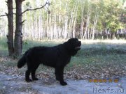 Превью фото № 133076