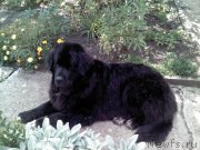 Превью фото № 133082