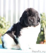 Превью фото № 133096