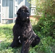 Превью фото № 133121