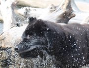 Превью фото № 133195