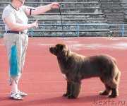 Превью фото № 133196