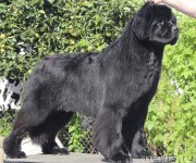 Превью фото № 133199