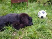 Превью фото № 133238