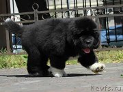 Превью фото № 133323