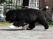 Превью фото № 133324