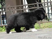 Превью фото № 133327