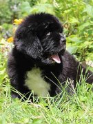 Превью фото № 133329