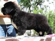 Превью фото № 133336