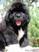 Превью фото № 133338