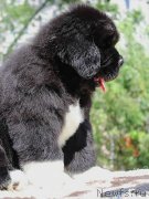 Превью фото № 133339