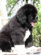 Превью фото № 133341