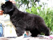 Превью фото № 133342