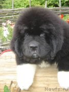 Превью фото № 133350