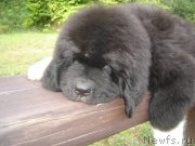 Превью фото № 133352