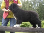 Превью фото № 133361