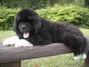 Превью фото № 133363