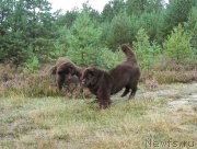 Превью фото № 133365