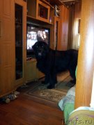 Превью фото № 133389