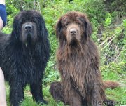 Превью фото № 133400