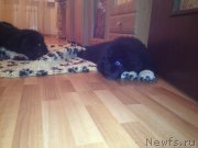 Превью фото № 133435