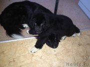 Превью фото № 133437