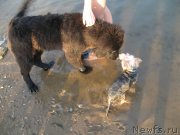 Превью фото № 133493