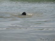 Превью фото № 133497