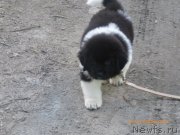 Превью фото № 133532