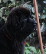 Превью фото № 133542