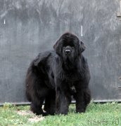 Превью фото № 133543