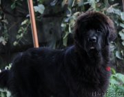 Превью фото № 133546