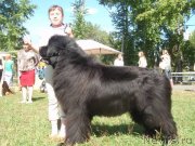 Превью фото № 133551