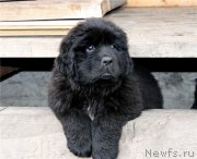 Превью фото № 133594