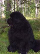 Превью фото № 133602