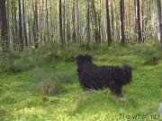 Превью фото № 133604