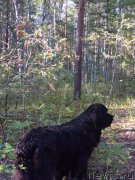 Превью фото № 133609