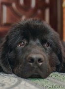 Превью фото № 133634