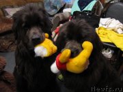 Превью фото № 133650