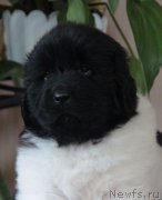 Превью фото № 133715