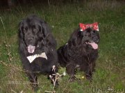 Превью фото № 133763