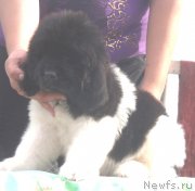 Превью фото № 133795