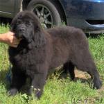 Превью фото № 1338