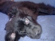 Превью фото № 133824