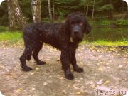 Превью фото № 133826