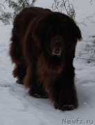 Превью фото № 133862