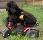 Превью фото № 1339