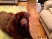 Превью фото № 133900