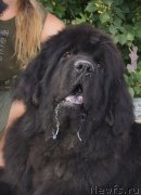 Превью фото № 133904