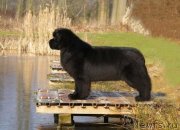 Превью фото № 133942